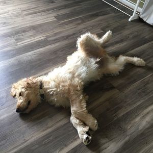 Meet your Posher, Tyler